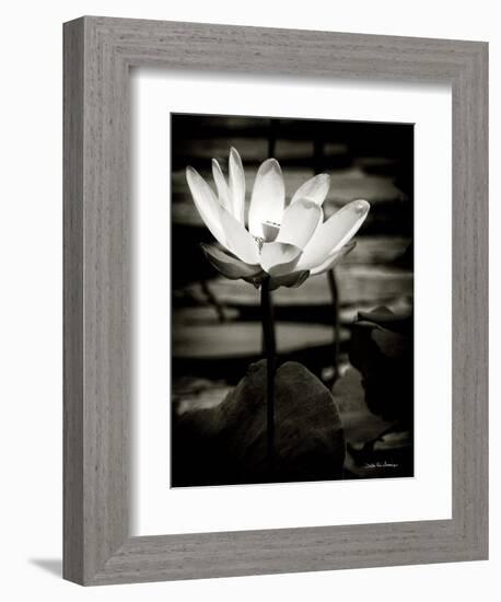 Lotus Flower VIII-Debra Van Swearingen-Framed Premium Giclee Print