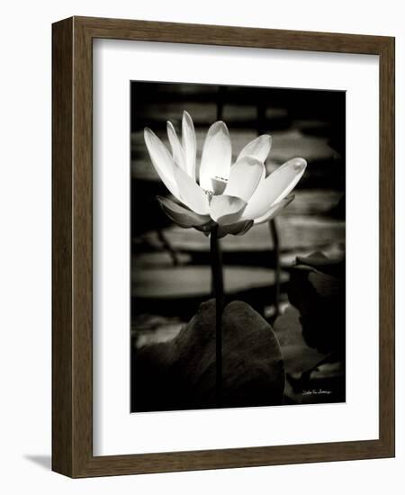 Lotus Flower VIII-Debra Van Swearingen-Framed Premium Giclee Print