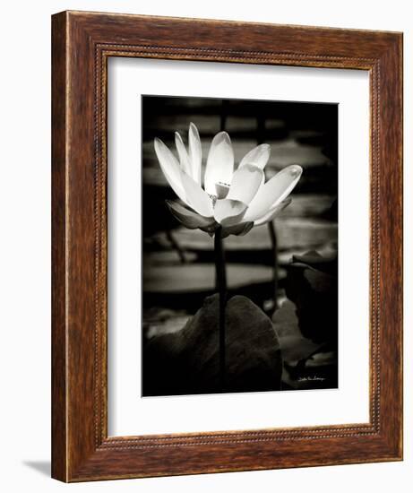 Lotus Flower VIII-Debra Van Swearingen-Framed Premium Giclee Print