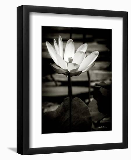 Lotus Flower VIII-Debra Van Swearingen-Framed Premium Giclee Print