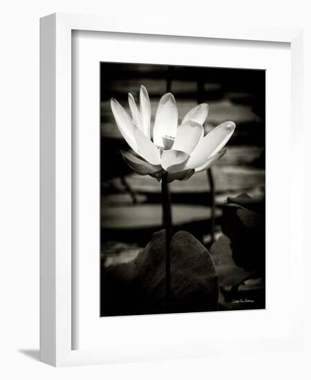 Lotus Flower VIII-Debra Van Swearingen-Framed Premium Giclee Print