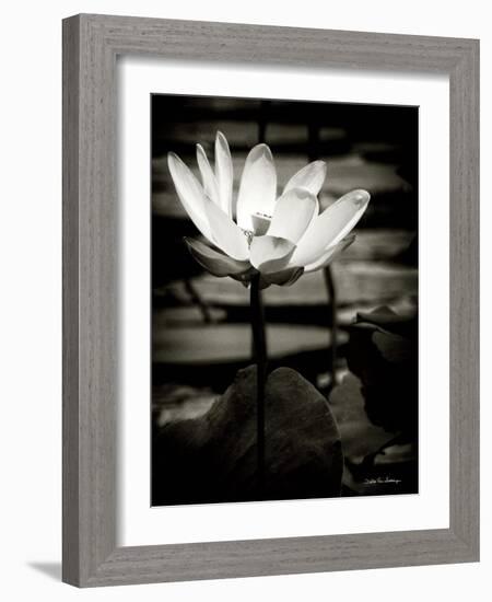 Lotus Flower VIII-Debra Van Swearingen-Framed Art Print