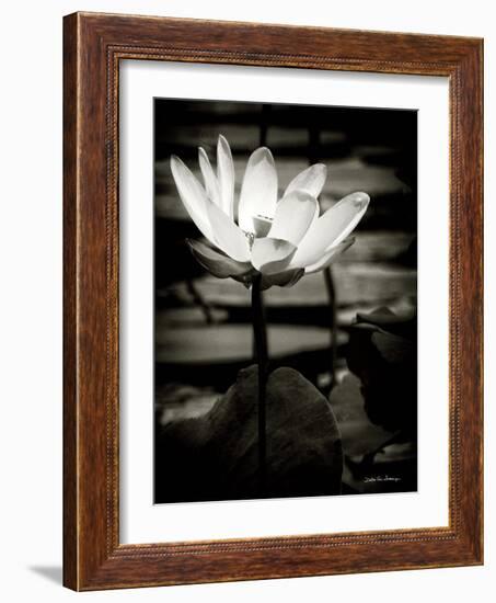 Lotus Flower VIII-Debra Van Swearingen-Framed Art Print