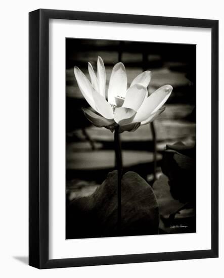 Lotus Flower VIII-Debra Van Swearingen-Framed Art Print