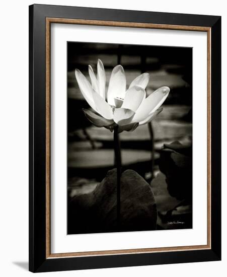 Lotus Flower VIII-Debra Van Swearingen-Framed Art Print