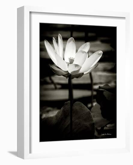 Lotus Flower VIII-Debra Van Swearingen-Framed Art Print