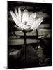 Lotus Flower VIII-Debra Van Swearingen-Mounted Art Print