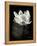 Lotus Flower X-Debra Van Swearingen-Framed Stretched Canvas
