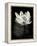 Lotus Flower X-Debra Van Swearingen-Framed Stretched Canvas