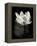 Lotus Flower X-Debra Van Swearingen-Framed Stretched Canvas