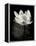 Lotus Flower X-Debra Van Swearingen-Framed Stretched Canvas