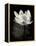 Lotus Flower X-Debra Van Swearingen-Framed Stretched Canvas