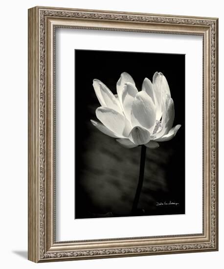 Lotus Flower X-Debra Van Swearingen-Framed Art Print