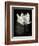 Lotus Flower X-Debra Van Swearingen-Framed Premium Giclee Print