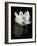 Lotus Flower X-Debra Van Swearingen-Framed Art Print