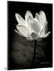 Lotus Flower X-Debra Van Swearingen-Mounted Art Print