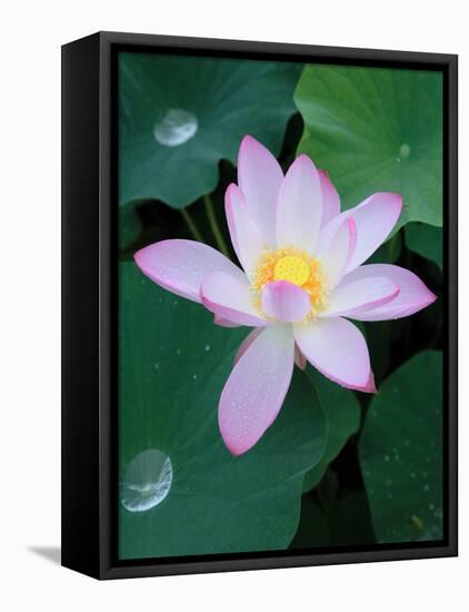 Lotus Flower-null-Framed Premier Image Canvas