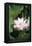 Lotus Flower-Cristina-Framed Premier Image Canvas