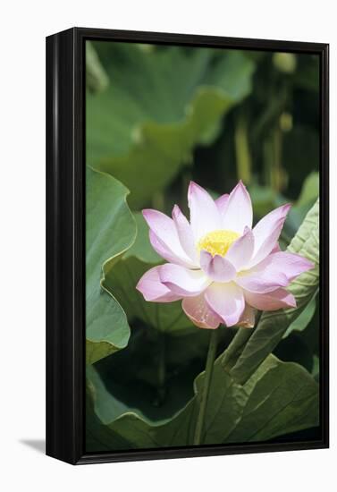 Lotus Flower-Cristina-Framed Premier Image Canvas