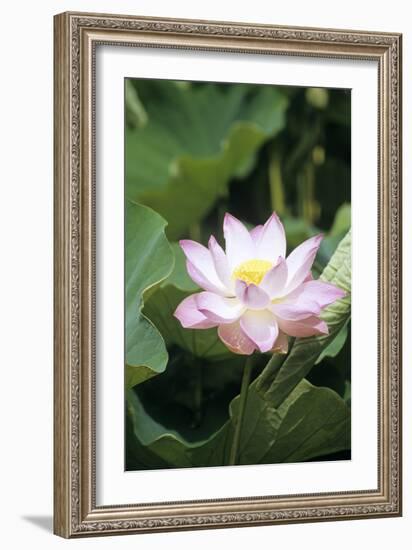 Lotus Flower-Cristina-Framed Photographic Print