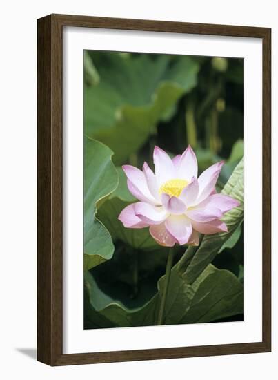 Lotus Flower-Cristina-Framed Photographic Print