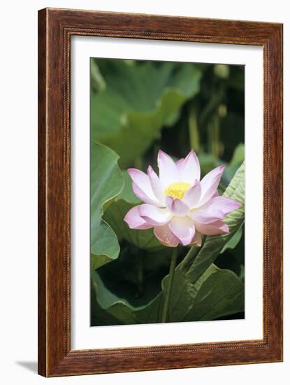 Lotus Flower-Cristina-Framed Photographic Print