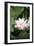 Lotus Flower-Cristina-Framed Photographic Print