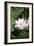 Lotus Flower-Cristina-Framed Photographic Print