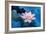 Lotus Flower-Wu Kailiang-Framed Photographic Print