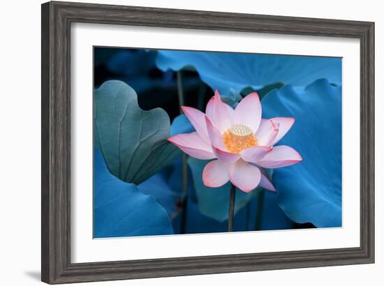 Lotus Flower-Wu Kailiang-Framed Photographic Print