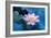 Lotus Flower-Wu Kailiang-Framed Photographic Print