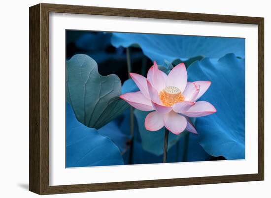 Lotus Flower-Wu Kailiang-Framed Photographic Print