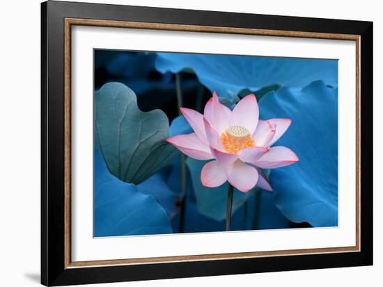 Lotus Flower-Wu Kailiang-Framed Photographic Print