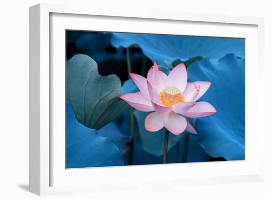 Lotus Flower-Wu Kailiang-Framed Photographic Print