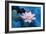 Lotus Flower-Wu Kailiang-Framed Photographic Print