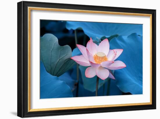 Lotus Flower-Wu Kailiang-Framed Photographic Print