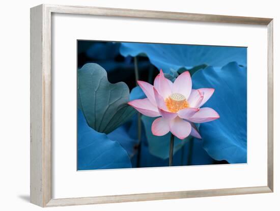 Lotus Flower-Wu Kailiang-Framed Photographic Print