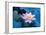 Lotus Flower-Wu Kailiang-Framed Photographic Print