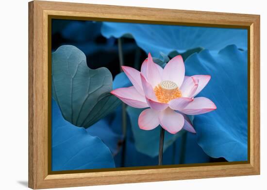 Lotus Flower-Wu Kailiang-Framed Premier Image Canvas