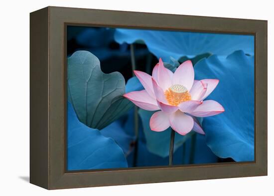 Lotus Flower-Wu Kailiang-Framed Premier Image Canvas