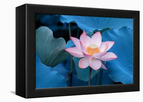 Lotus Flower-Wu Kailiang-Framed Premier Image Canvas