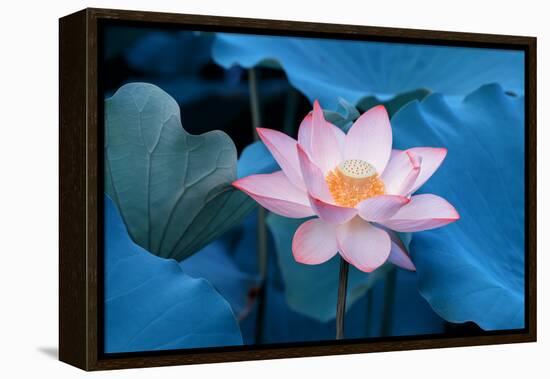 Lotus Flower-Wu Kailiang-Framed Premier Image Canvas