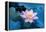 Lotus Flower-Wu Kailiang-Framed Premier Image Canvas