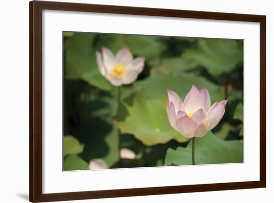 Lotus Flowers II-Erin Berzel-Framed Photographic Print