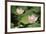 Lotus Flowers II-Erin Berzel-Framed Photographic Print