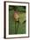 Lotus Flowers III-Erin Berzel-Framed Photographic Print