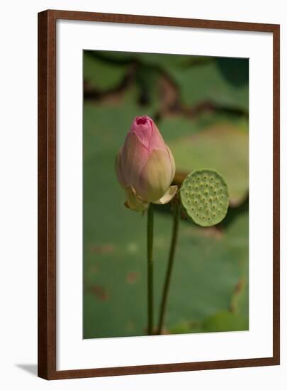 Lotus Flowers III-Erin Berzel-Framed Photographic Print