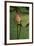 Lotus Flowers III-Erin Berzel-Framed Photographic Print