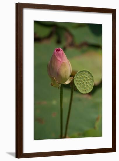 Lotus Flowers III-Erin Berzel-Framed Photographic Print