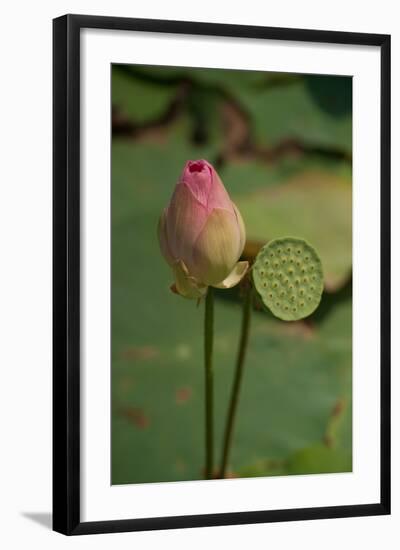 Lotus Flowers III-Erin Berzel-Framed Photographic Print